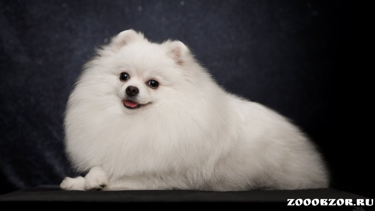Шпиц белый померанский лиса