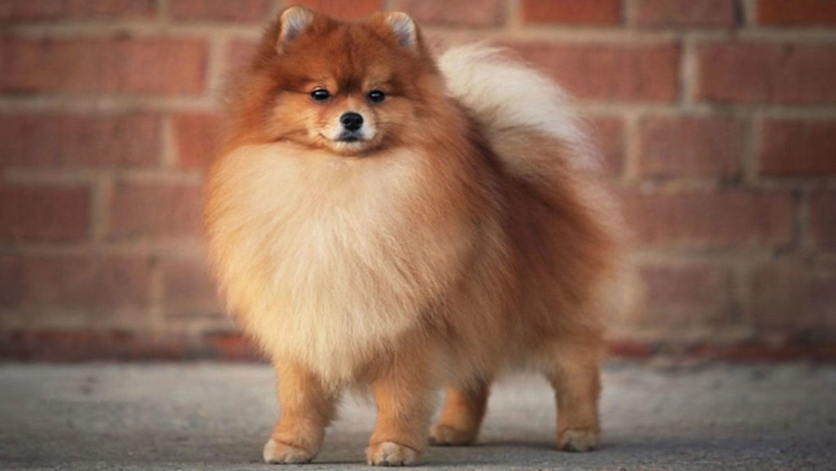 Сторожевой шпиц