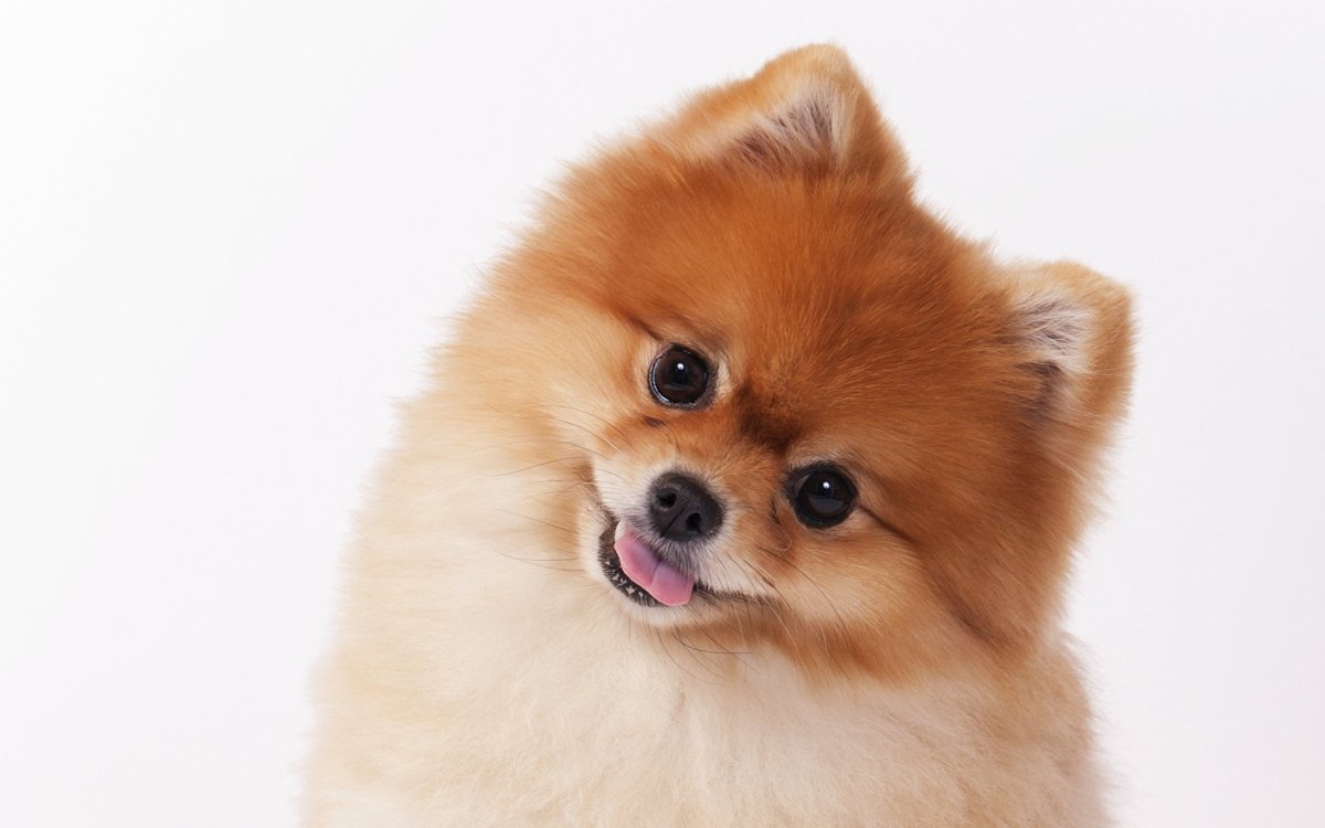 Немецкий шпиц на белом фоне