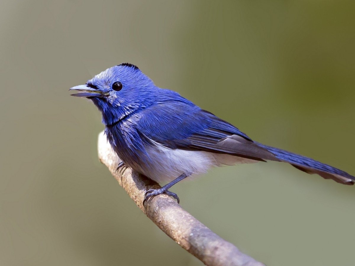 Черноголовый Монарх птица