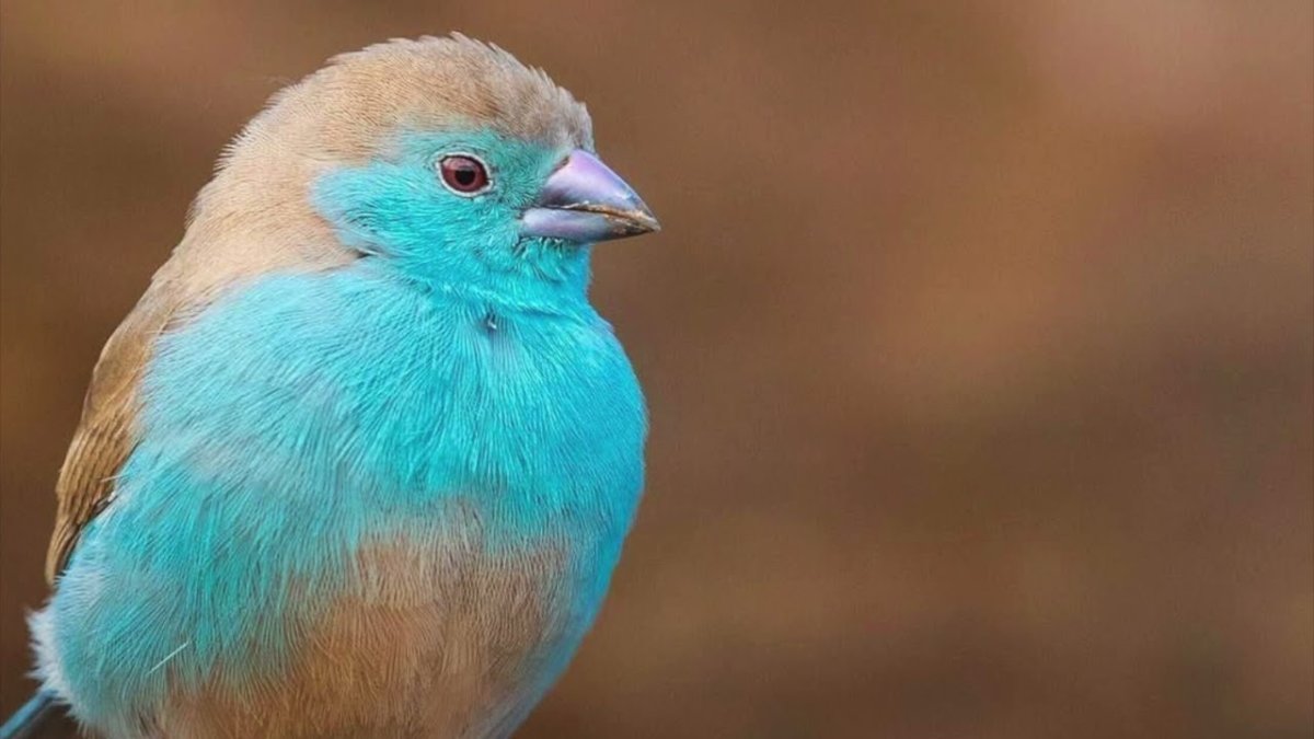 Голубой Кардинал