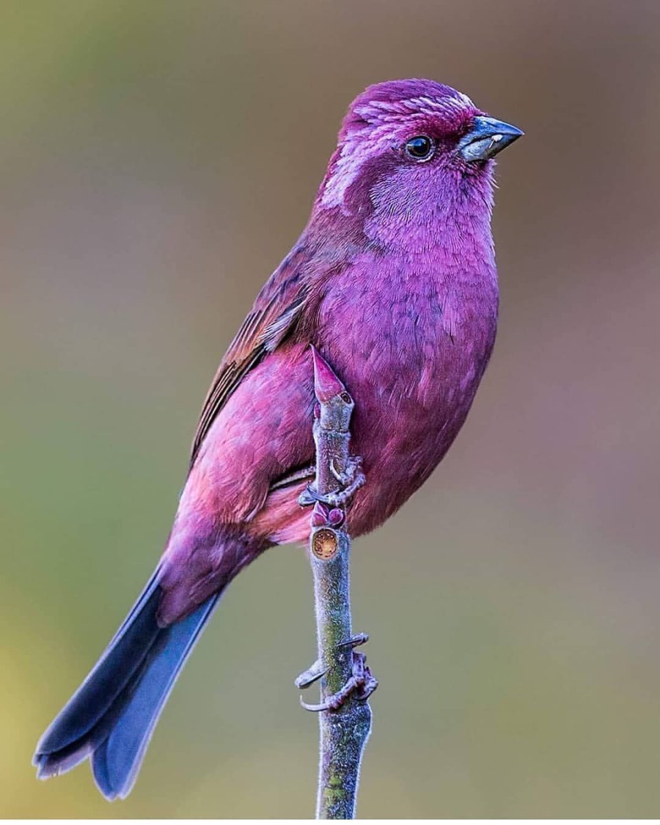Pink-Browed Rosefinch