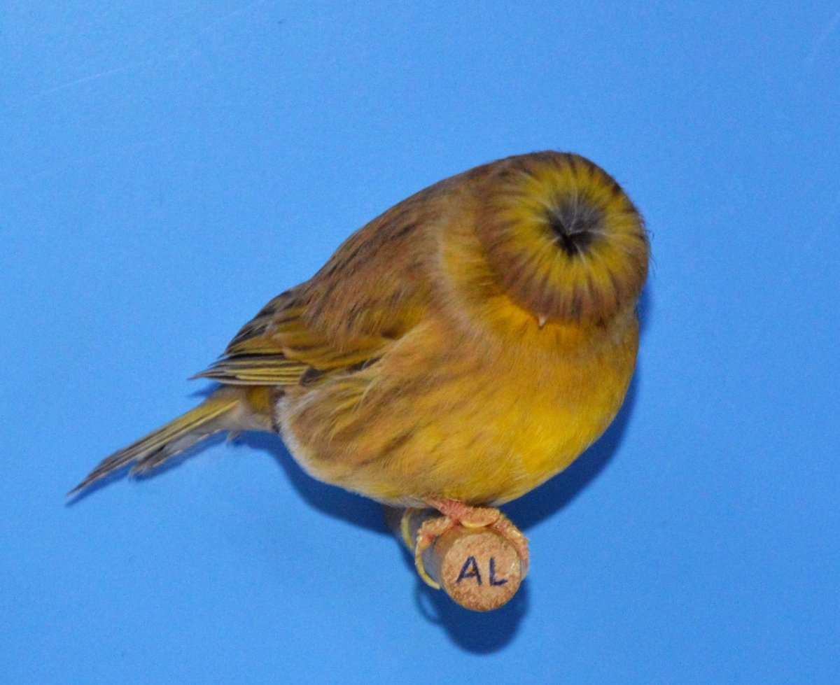 Канарейка Парро