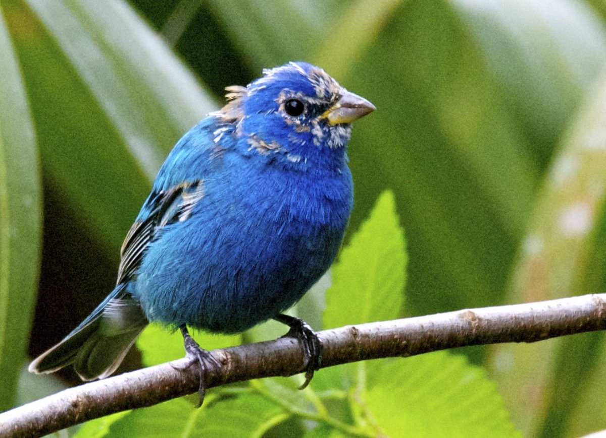 Синяя канарейка птица