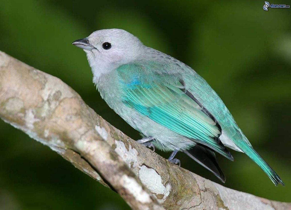 Синеглазка птица