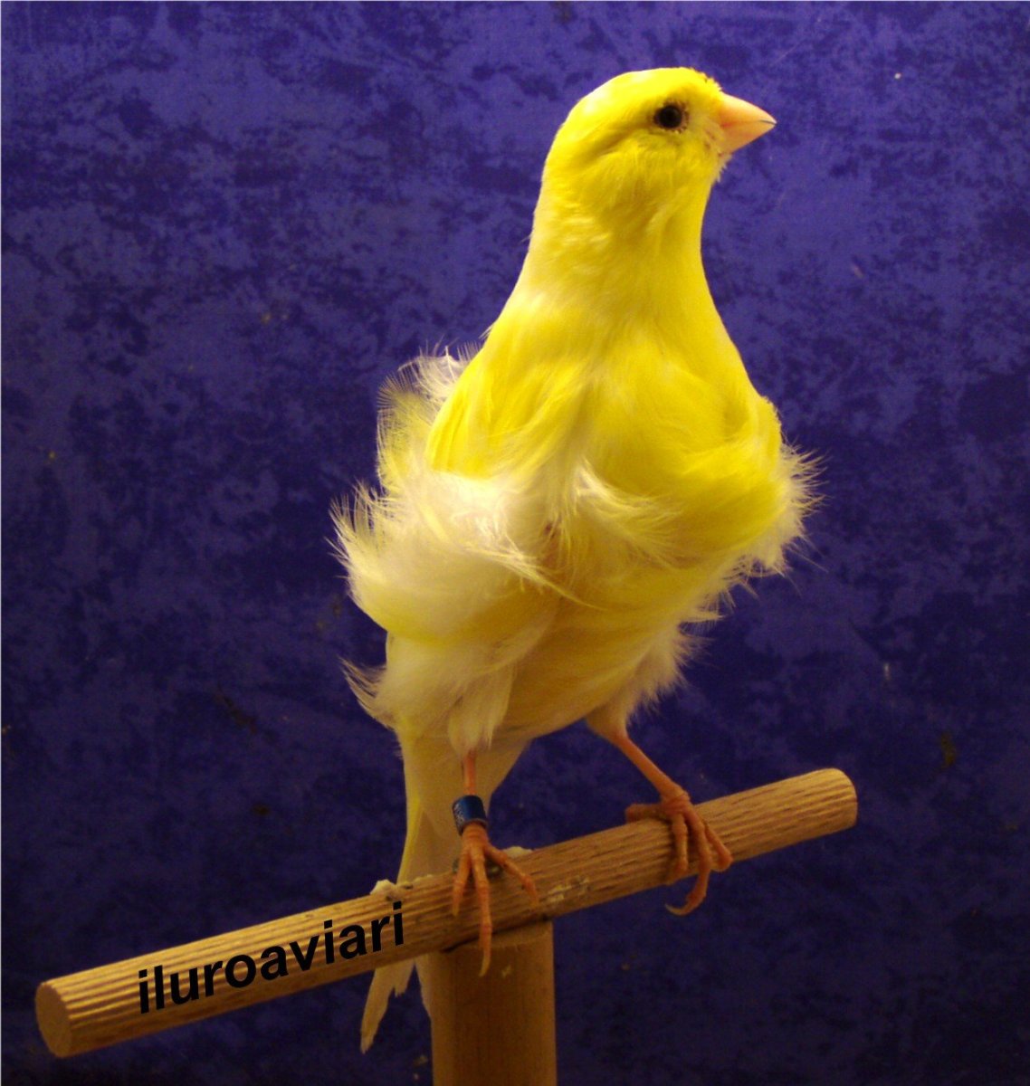 Птичка канарейка фильм