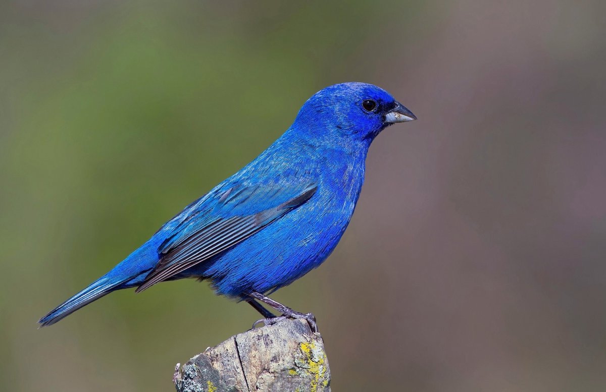 Синяя канарейка