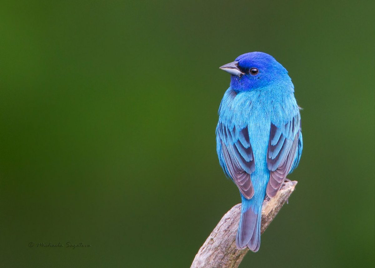 Синяя птица Blue Canary