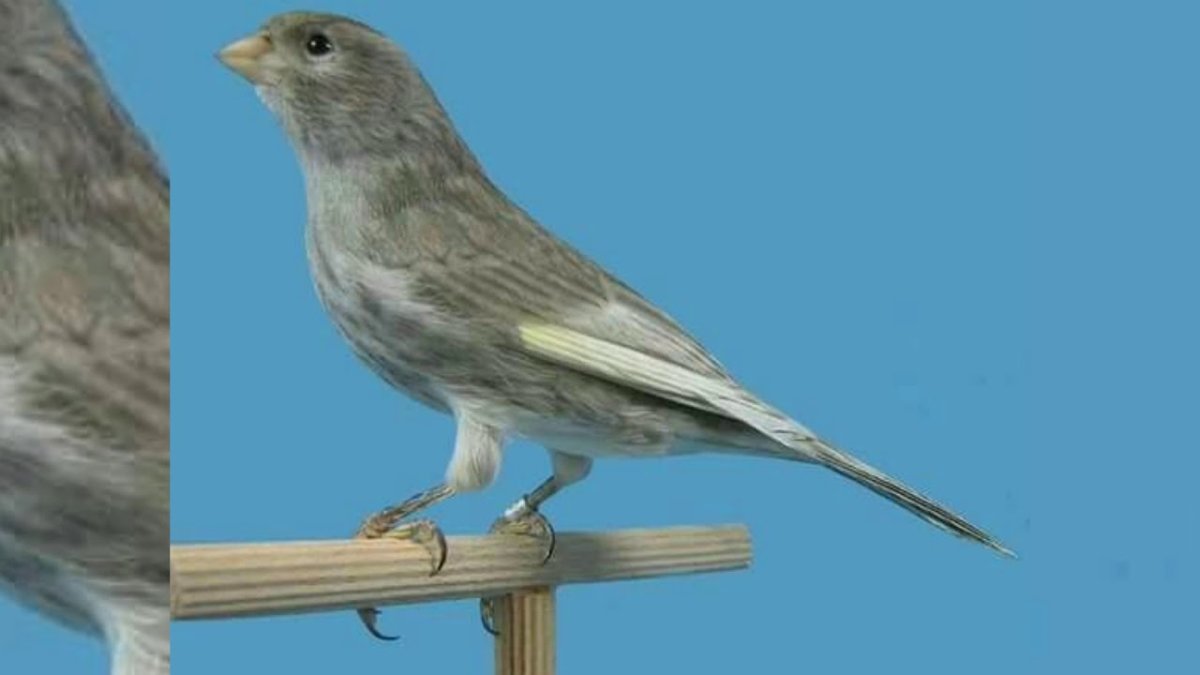 Голубая канарейка птица