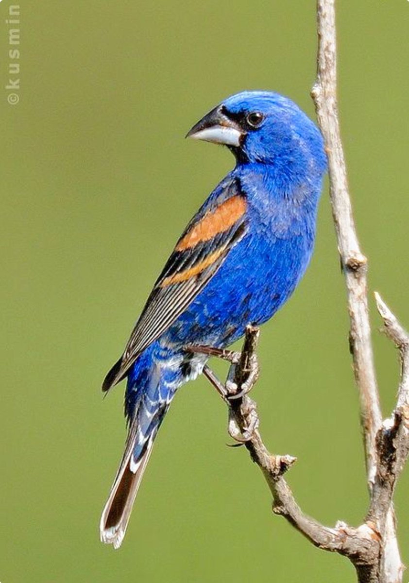 Голубая канарейка птица