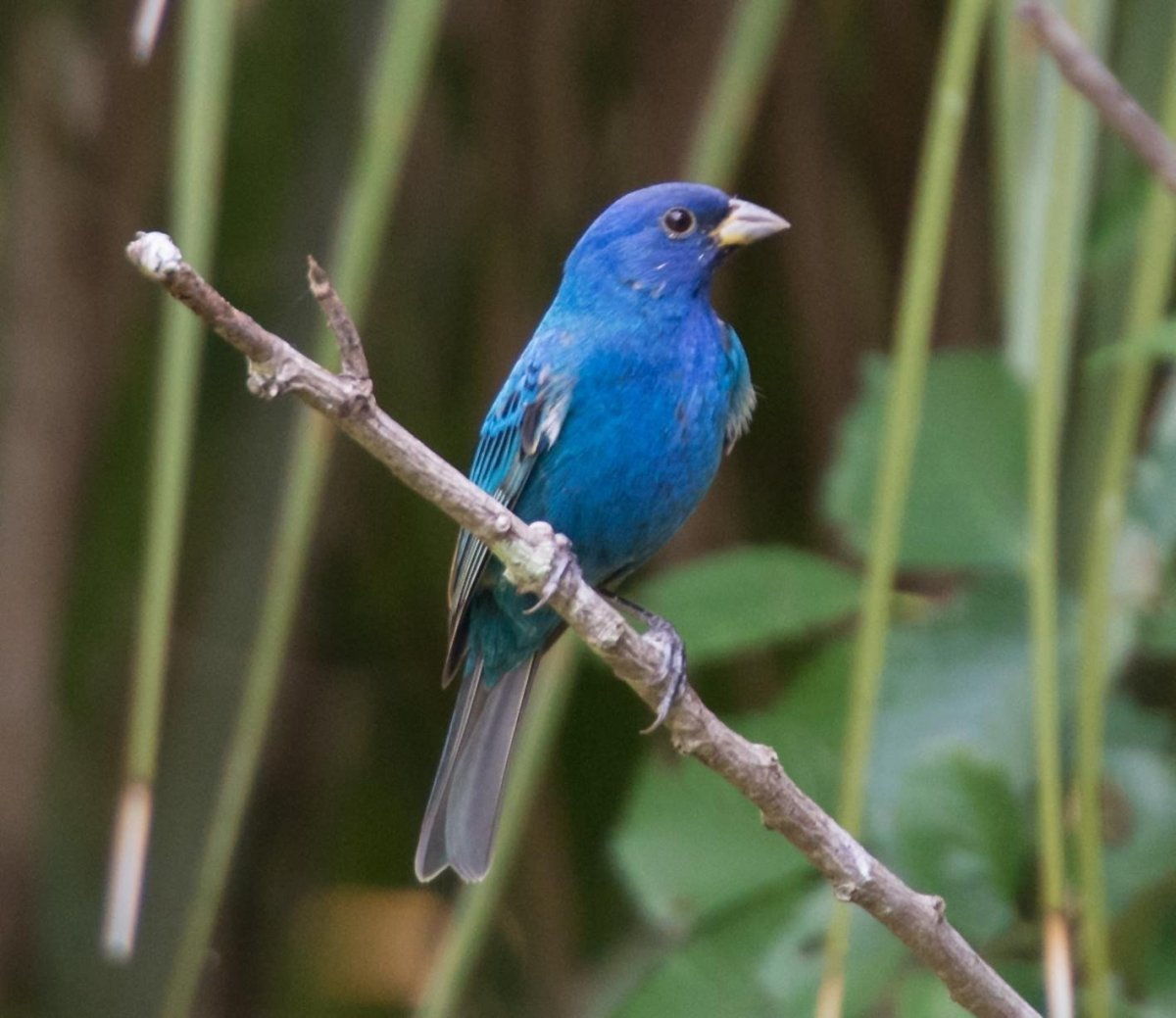 Голубой кенар