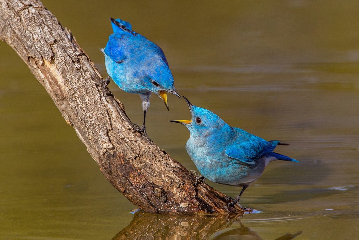 Птичка голубая сиалия