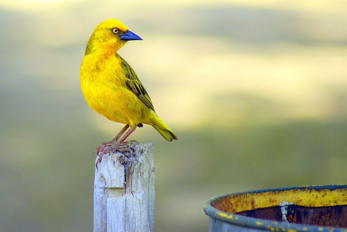 Желтые птички