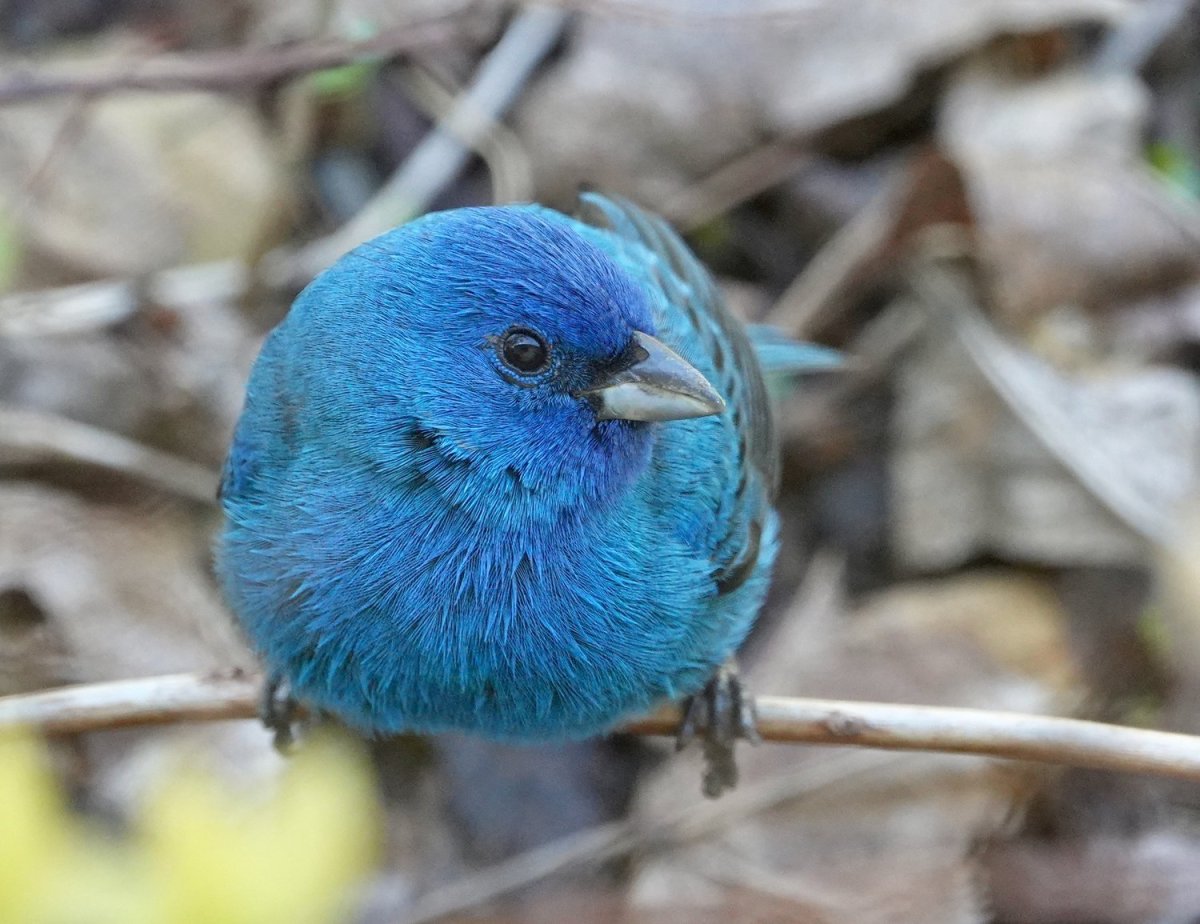Голубая канарейка птица