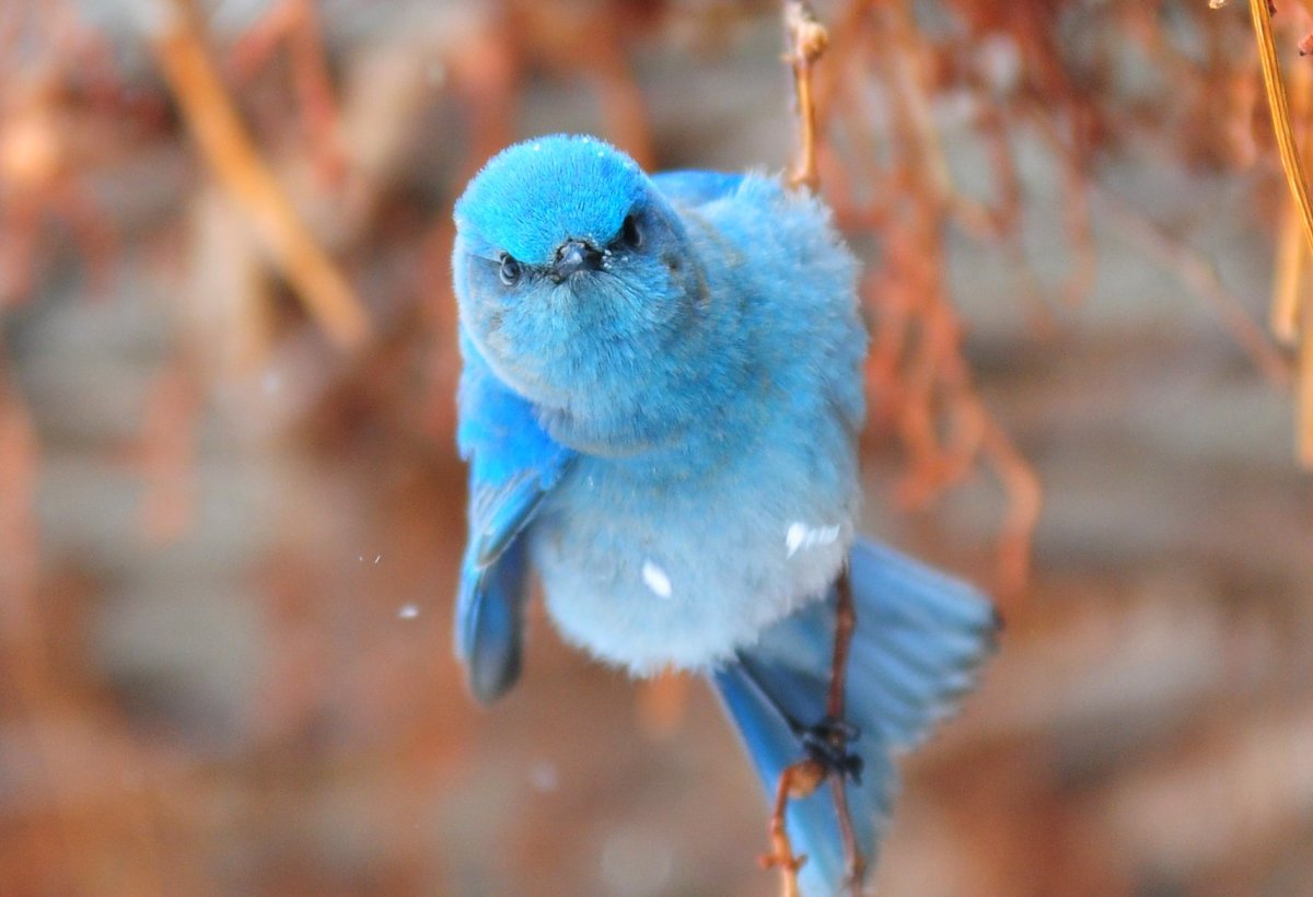 «Синие и красные птицы» (Комарова, с.74)