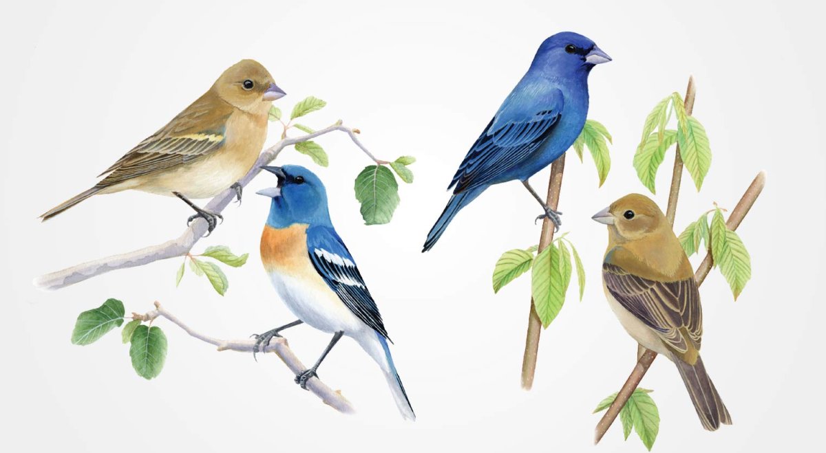 Голубой кенар