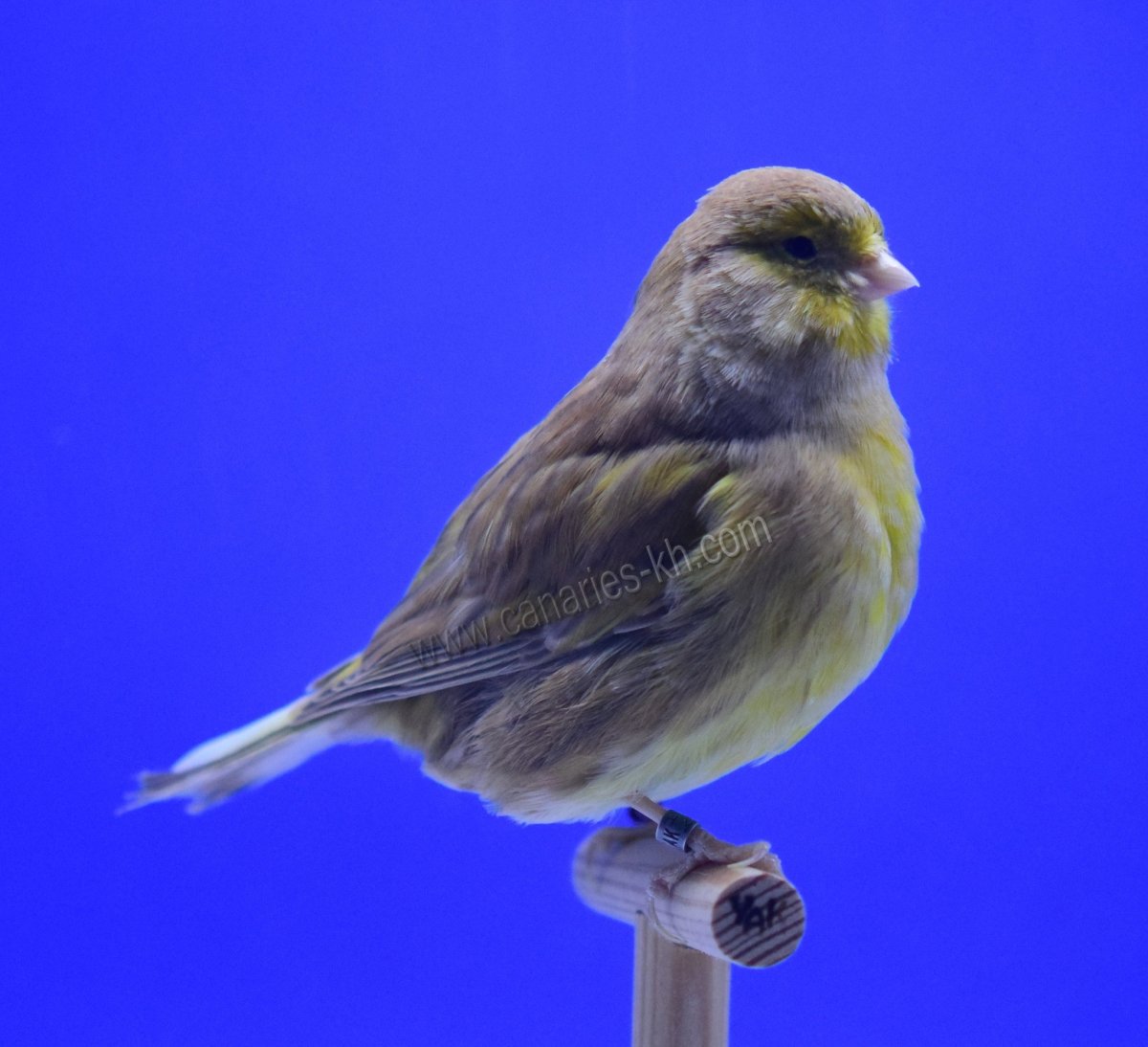 Хохлатая канарейка голубая