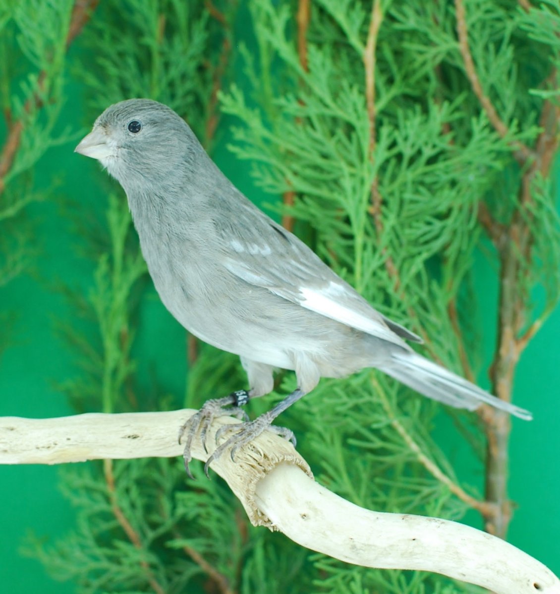 Канарейка серая