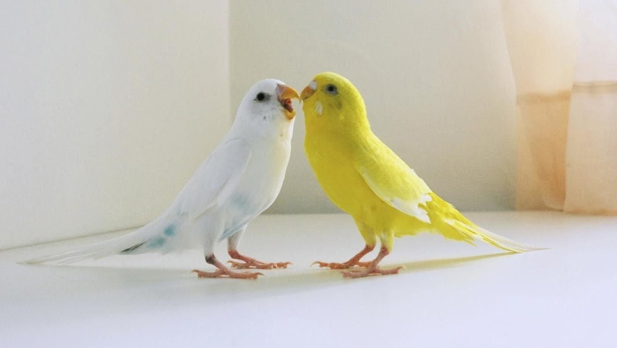 Кенар и волнистый попугай