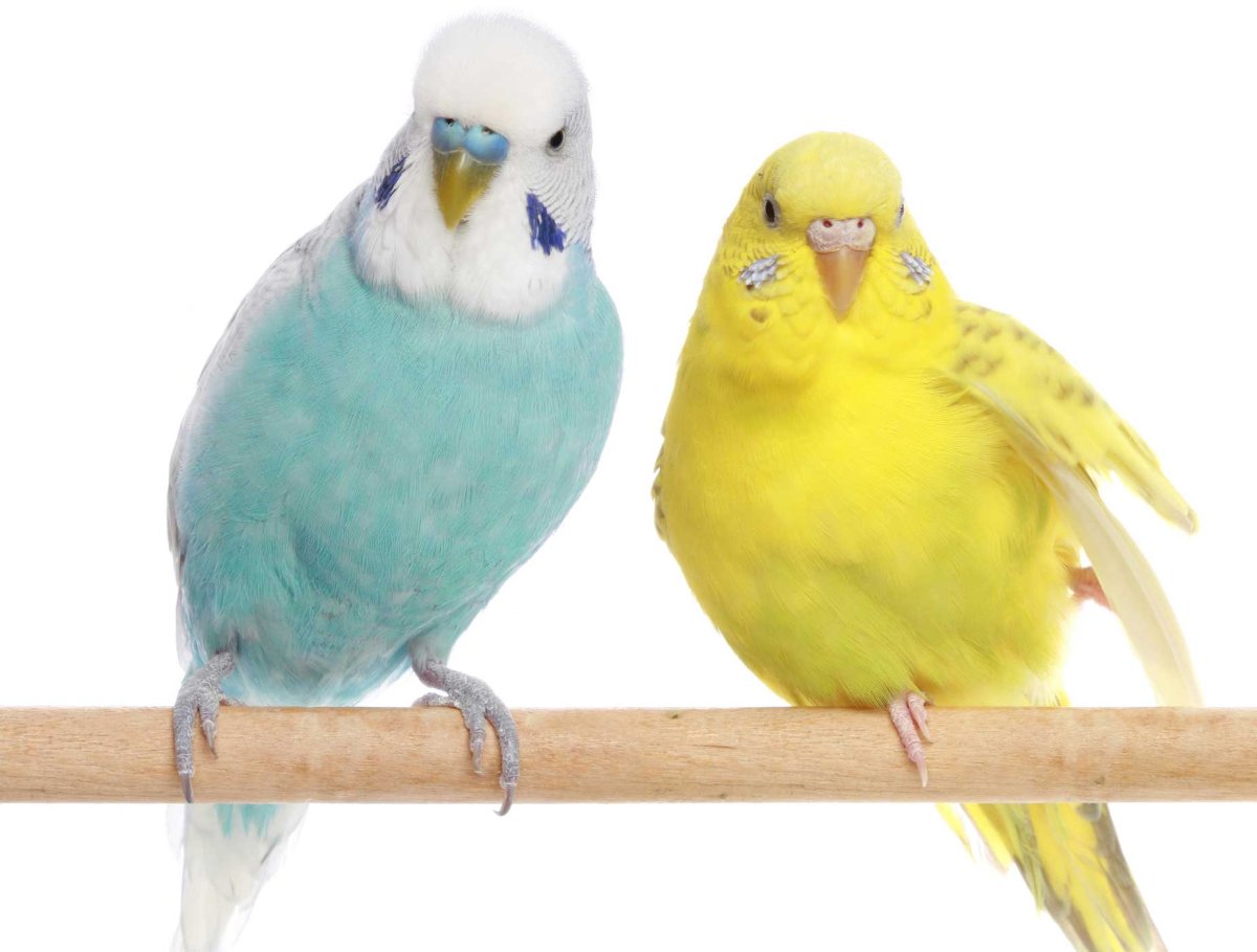 Канареечный волнистый попугай