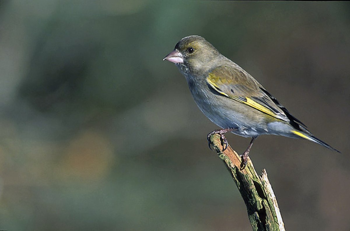 Лесная канарейка зеленушка