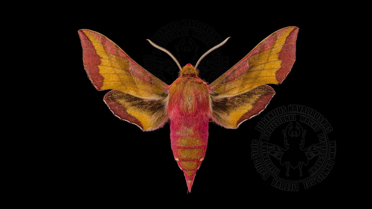 Бражник Deilephila porcellus