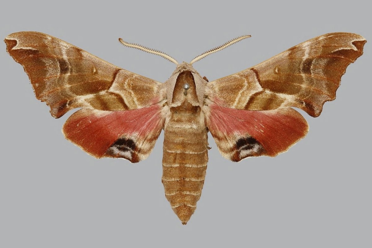 Smerinthus jamaicensis