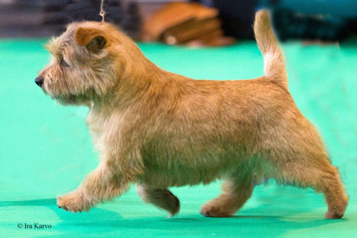 Норвич терьер Халк