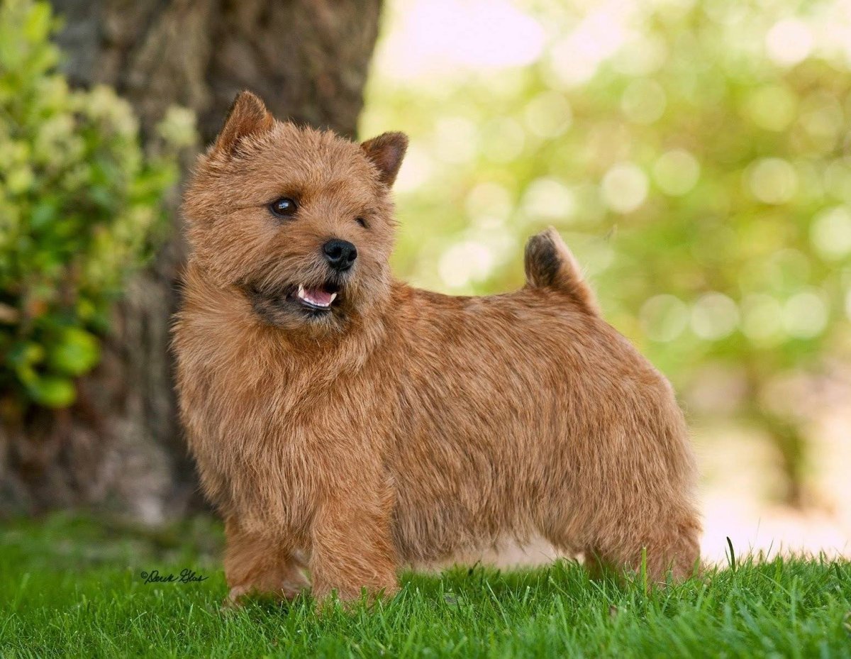 Норвич терьер чепрачный