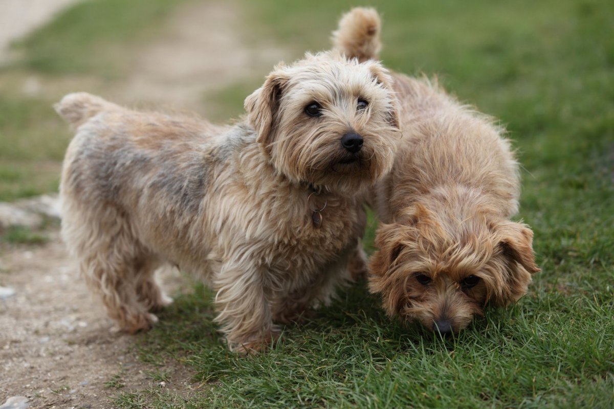Питомник собак Норфолк терьер щенки