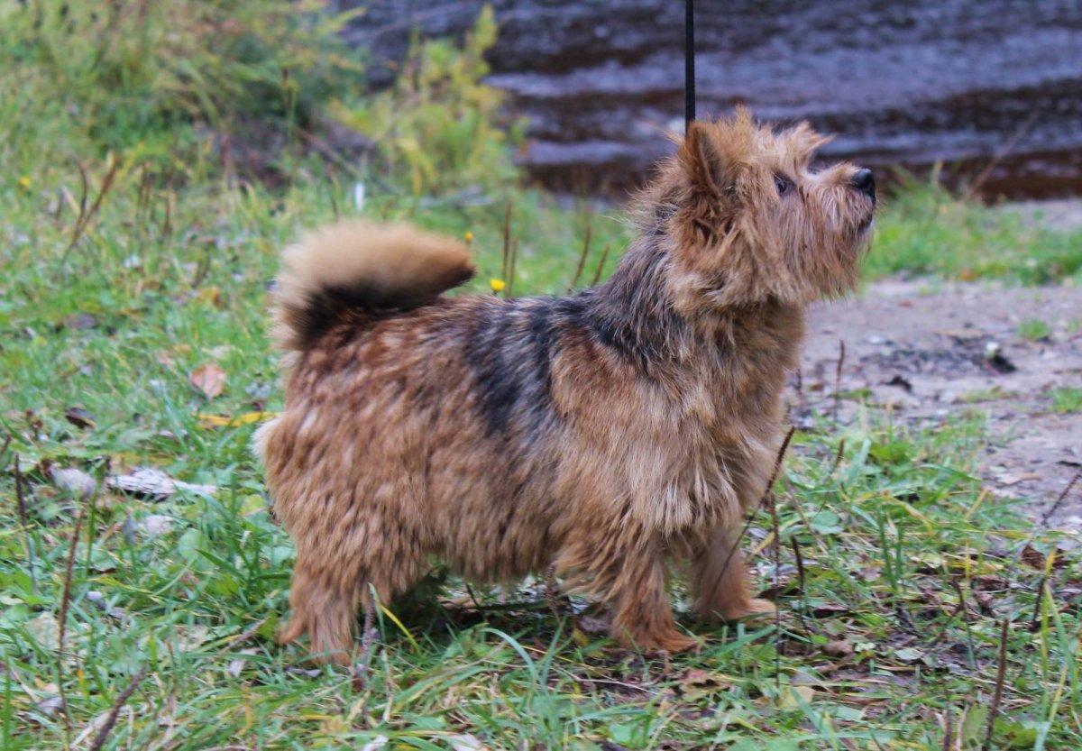 Норвич терьер чепрачный