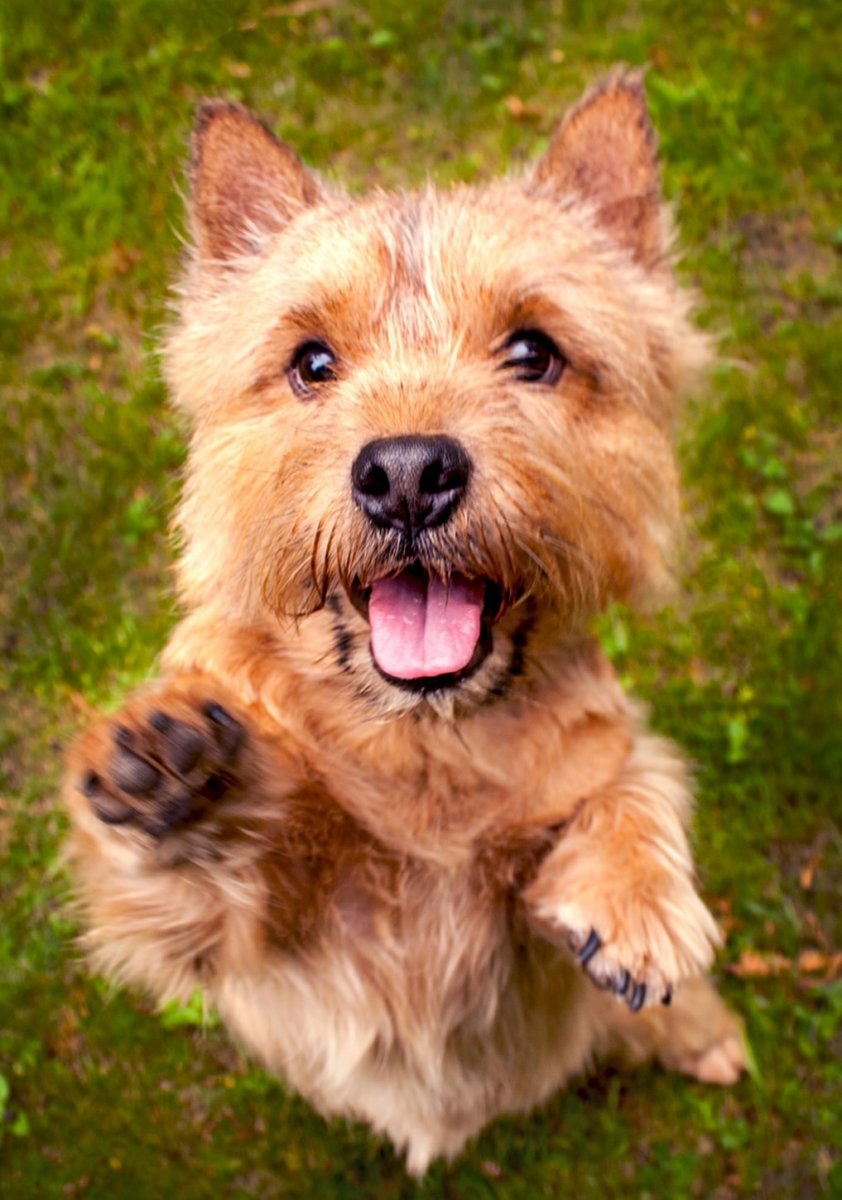 Норвич-терьер цена Москва питомник