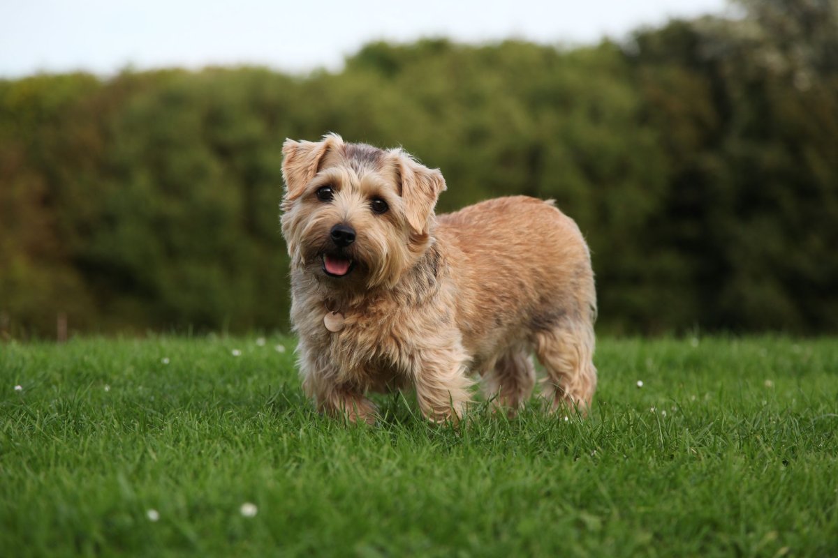 Собака за 2500 долларов