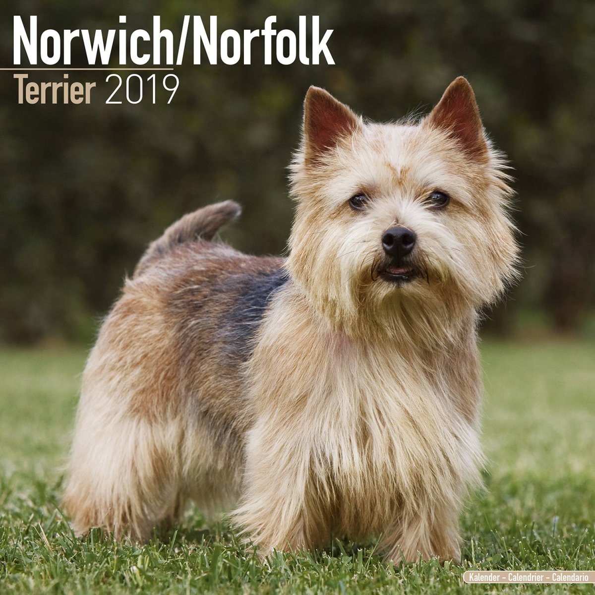 Норвич и Норфолк терьер отличия
