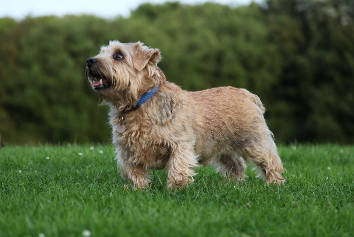 Терьер Норфолк кудрявый