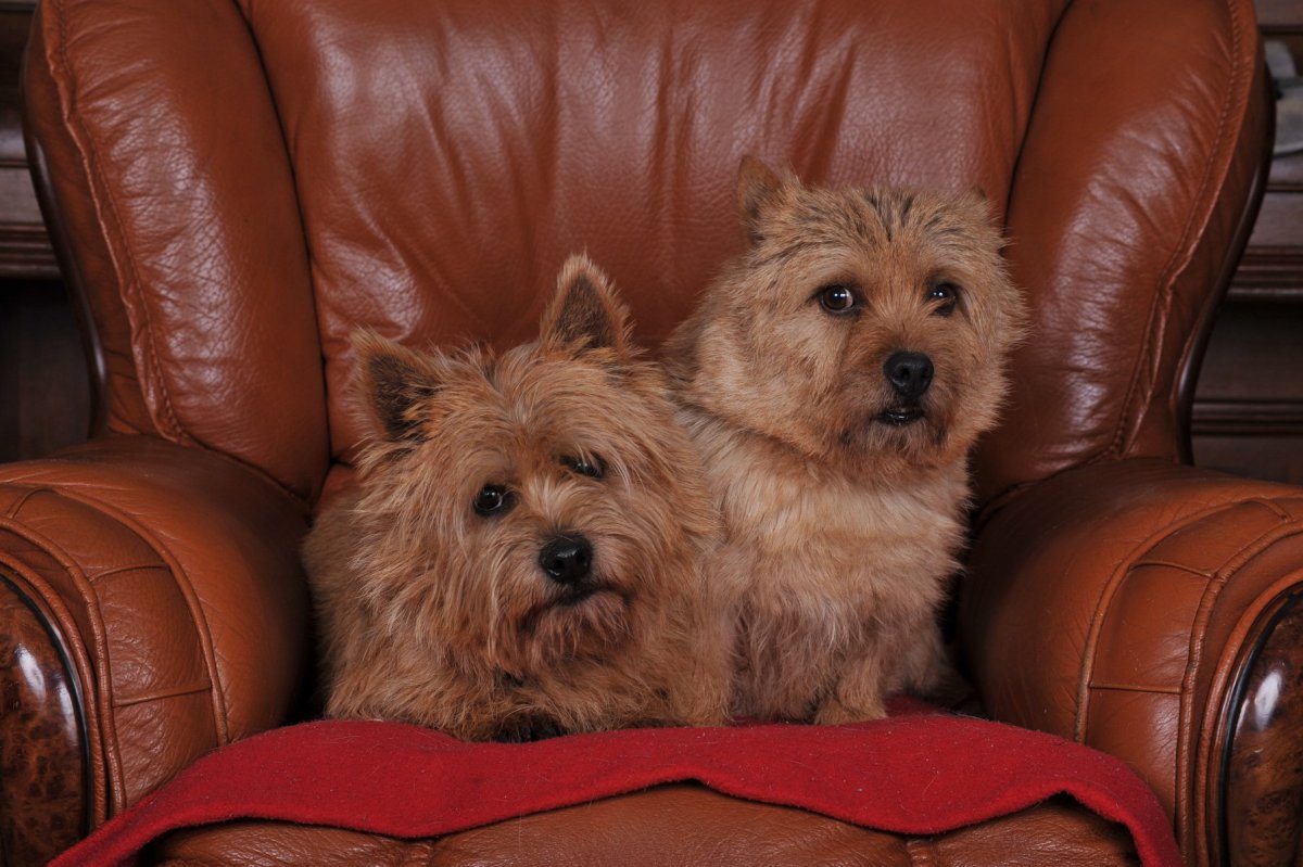 Норвич терьер и Йоркширский терьер