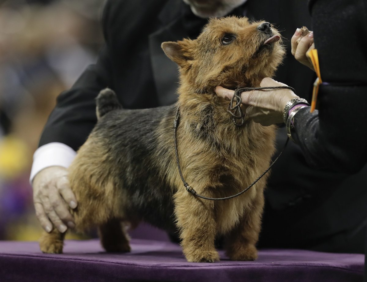 Вестминстер дог шоу