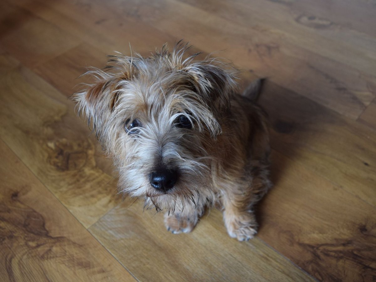 Голландский терьер