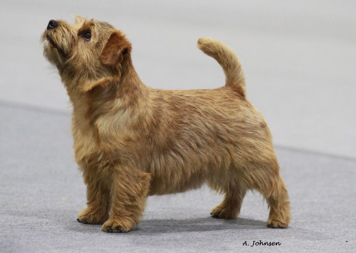 Жёсткошёрстный норфолктерьер