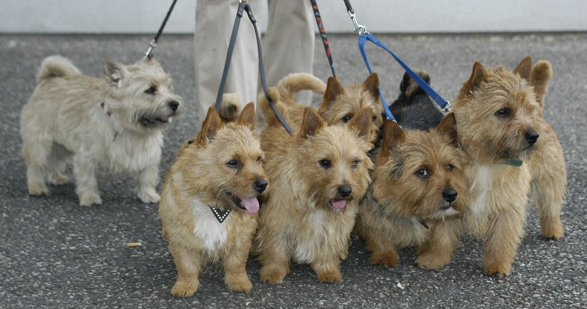Норвич терьер Вест хайленды и Керн терьеры