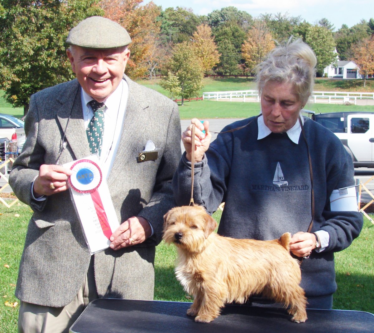 Норфолк терьер взрослый