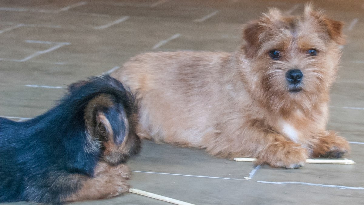 Норфолк-терьер прямоухий