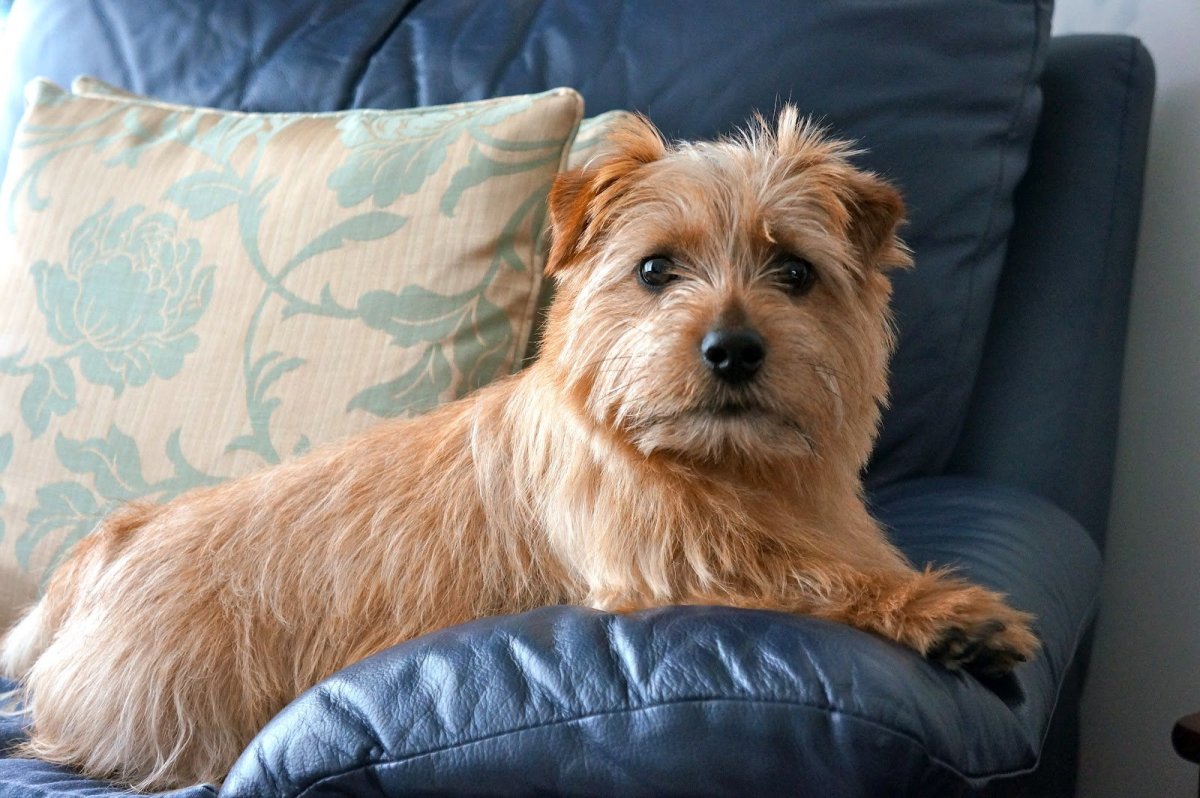 Норфолк-терьер (Норфолкский терьер)