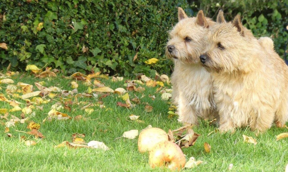 Норвич и Вест терьеры