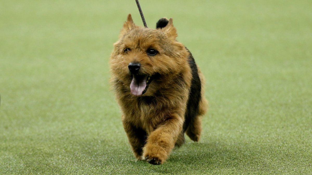 Терьер Крысолов Норвич