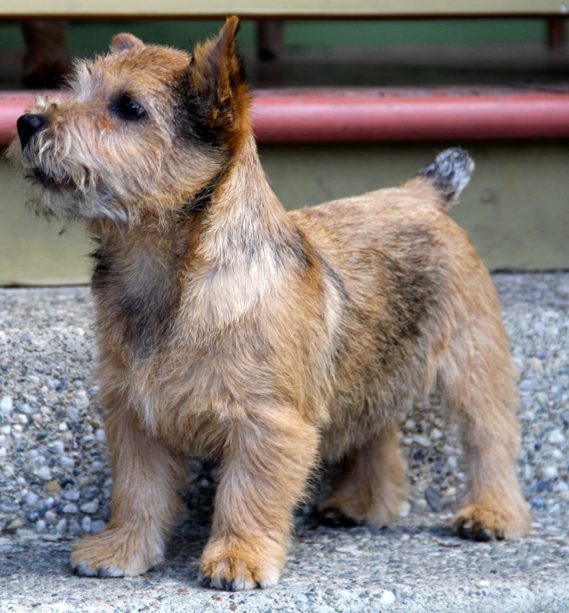 Норвич терьер кучерявый