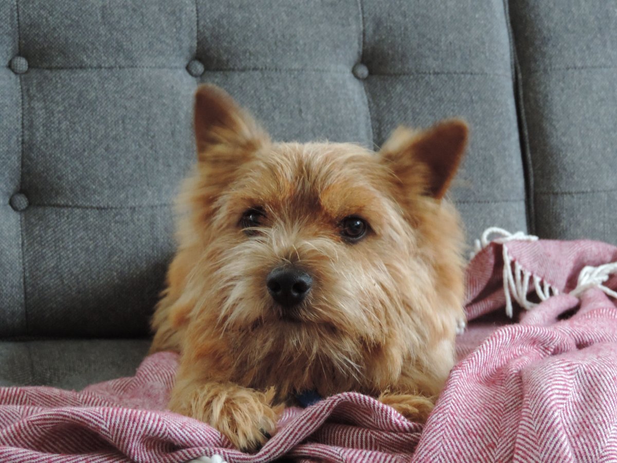 Корги и Норвич