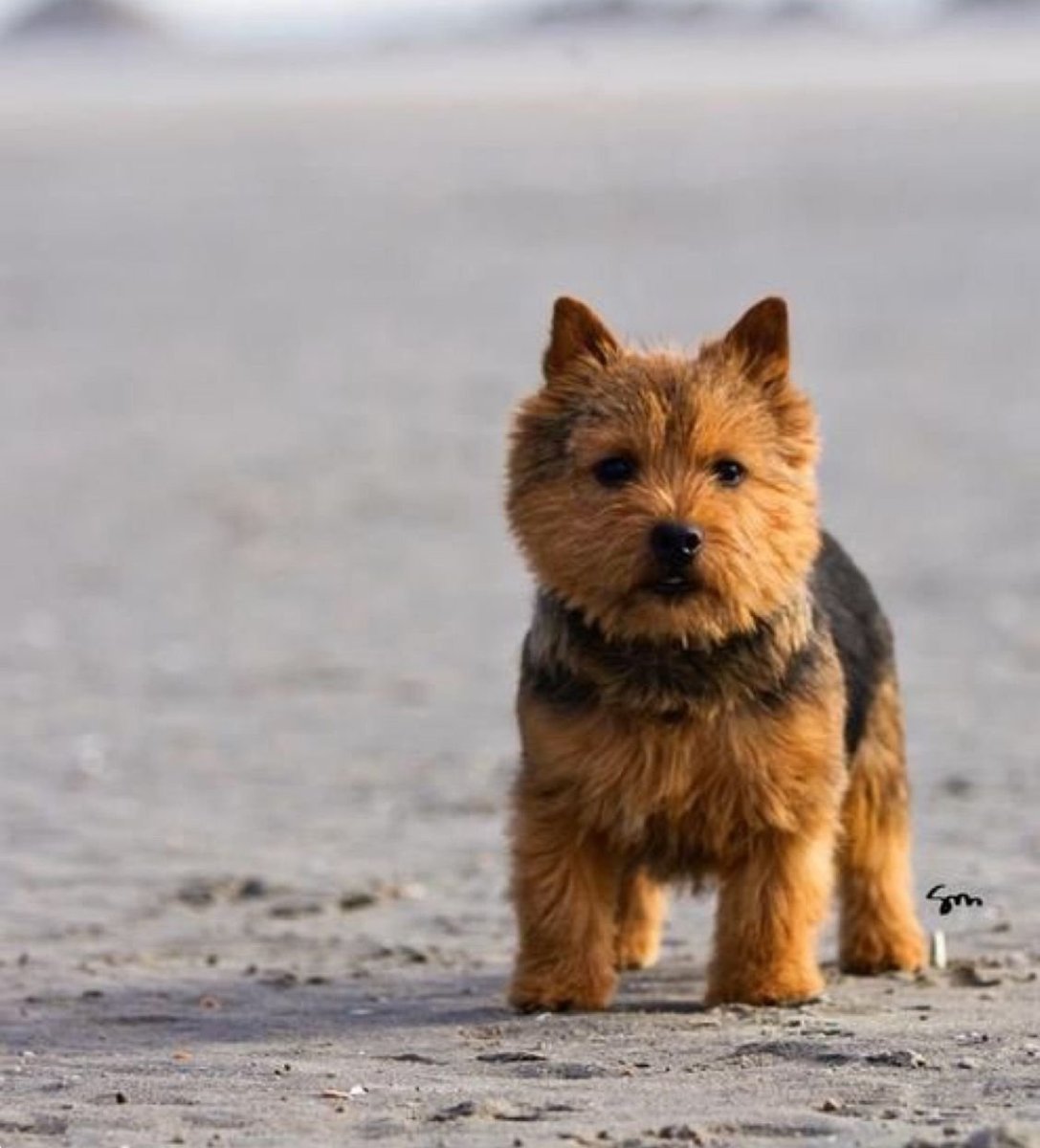 Норвич терьер Hulk