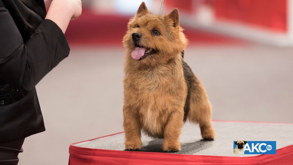 Норвич терьер победители в Англии