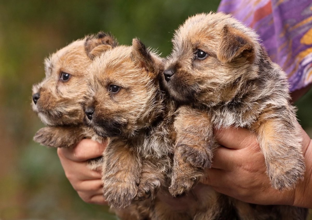 Норвич терьер вислоухий